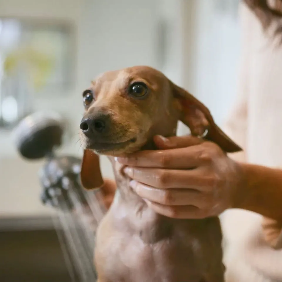 Myjka dla psa z dozownikiem na szampon Oxygenics PawSpa
